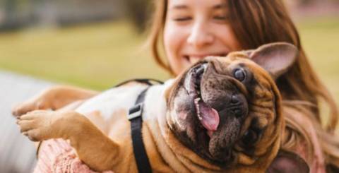 Happy Dog Happy Dog